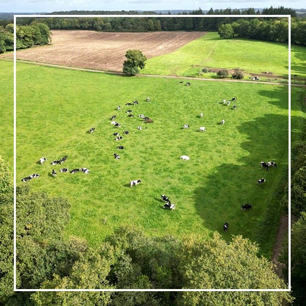 Exploitation de vaches laitières à Ploërdut