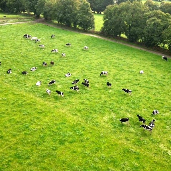 Vaches laitières qui évoluent en extérieur à Ploërdut