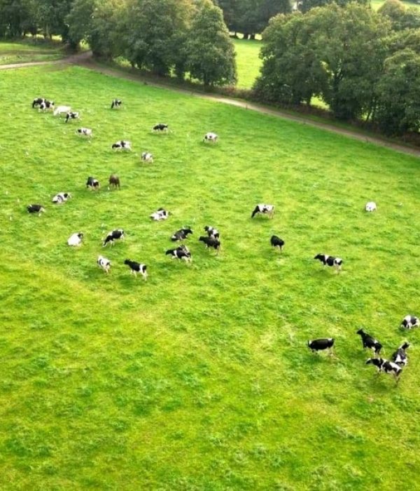 Vaches laitières qui évoluent en extérieur à Ploërdut