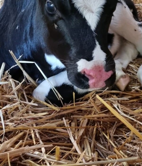 Vaches laitières à Ploërdut
